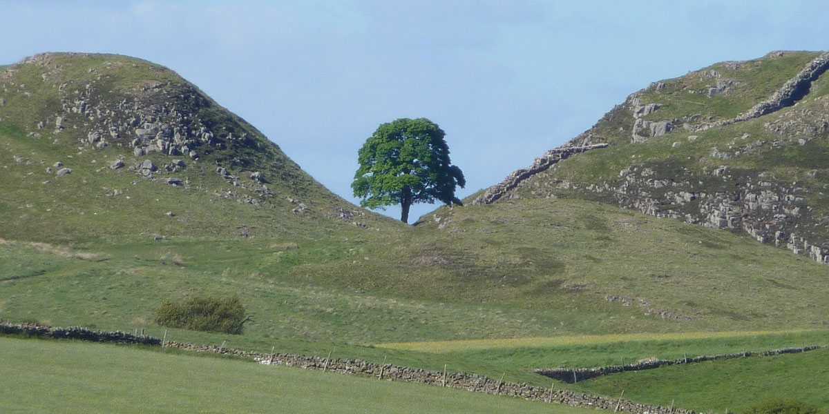 Der Baum – an einer Stelle, die als „Sycamore Gap“ (dt. Bergahorn-Lücke) bekannt ist – befand sich auf dem historischen, zum UNESCO-Weltkulturerbe gehörenden Hadrianswall, der vor etwa 1.900 Jahren errichtet wurde