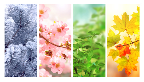 Der Kreislauf der Elemente – Mit Feng Shui durch die Jahreszeiten 